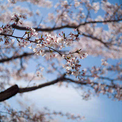 桜2010