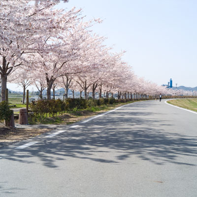 桜2010